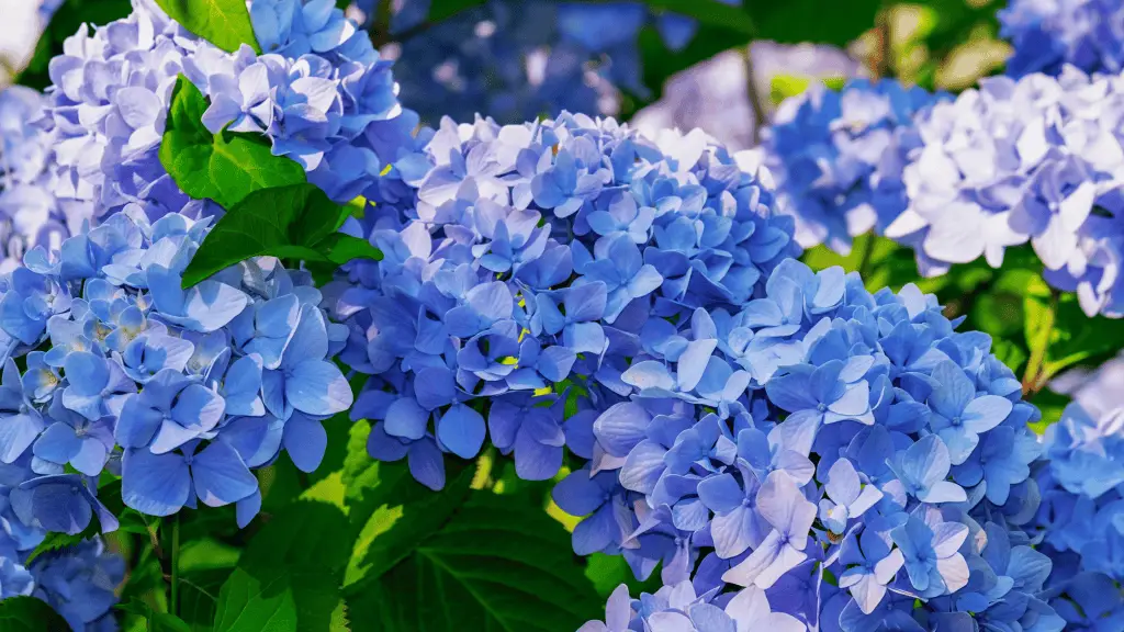 Close up of blue hydrangeas - Used as an example of a plant that benefits from holly-tone fertilizer