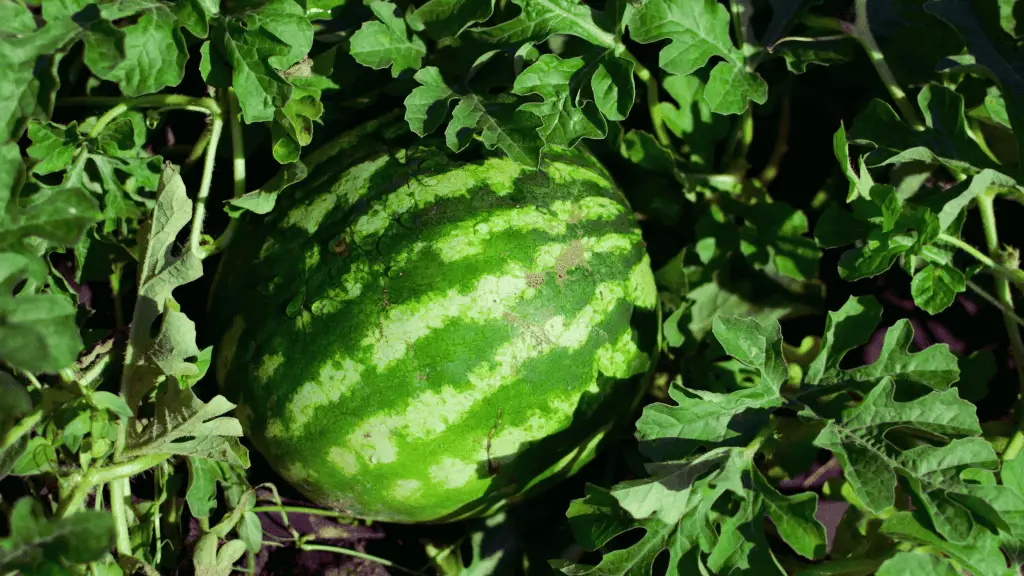 Up close photo of a watermelon growing in a backyard garden