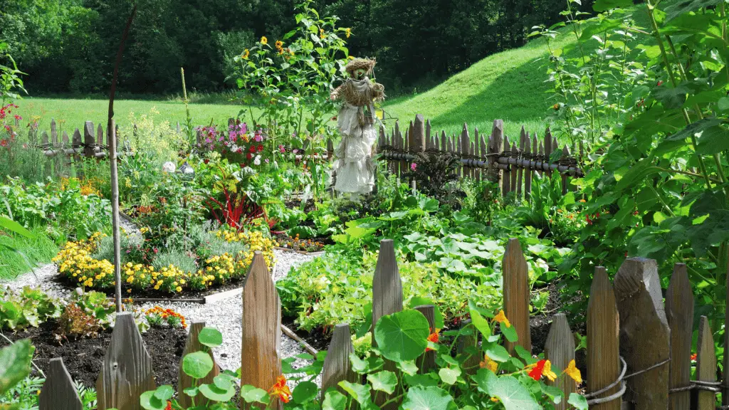 flowers growing in a vegetable garden with a scarecrow