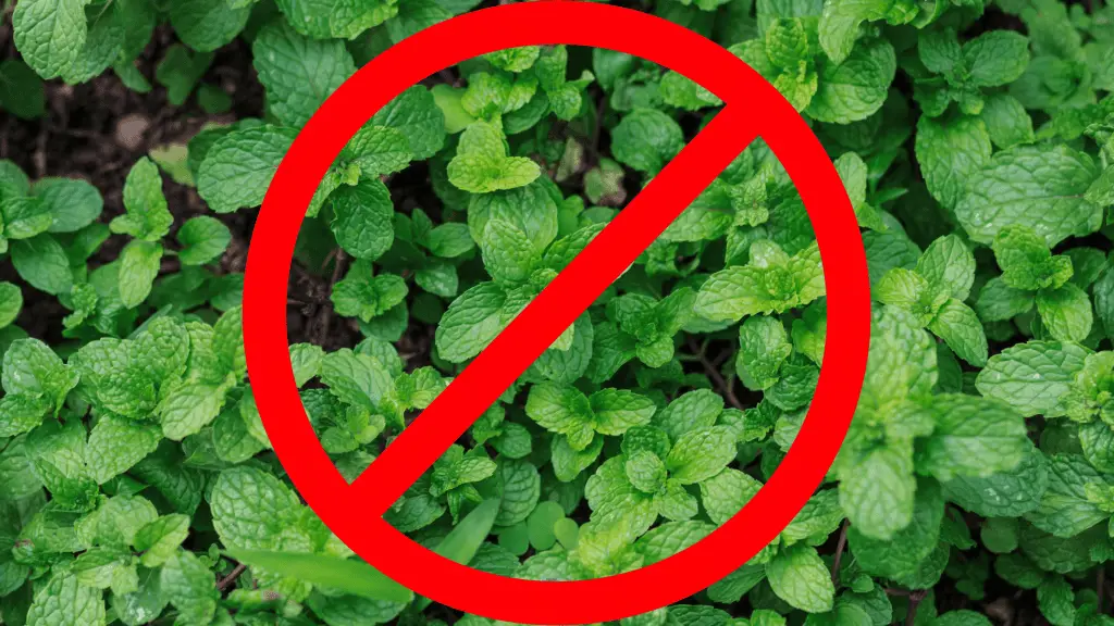 Photo of mint with a No sign over it becasue planting mint in the ground is a common gardening mistake